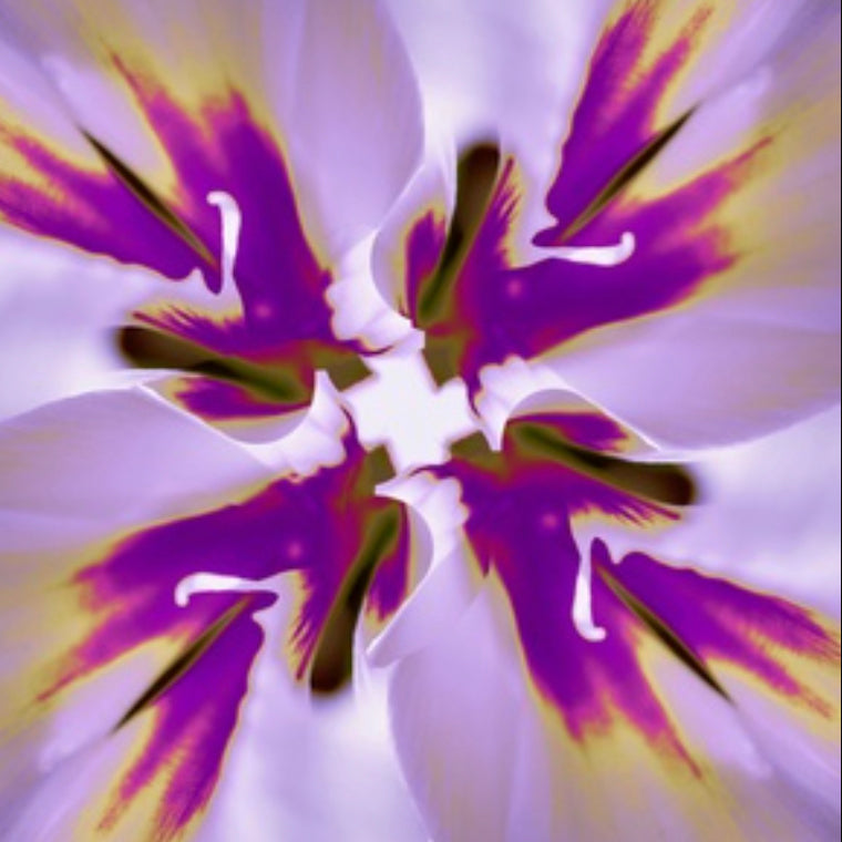 Chiffon Scarf - Dramatic Amaryllis