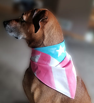 Puerto Rico Flag Kerchief (for Dogs or People!)
