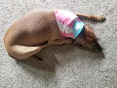 Puerto Rico Flag Kerchief (for Dogs or People!)