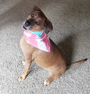 Puerto Rico Flag Kerchief (for Dogs or People!)