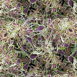 Confetti Mums - Design