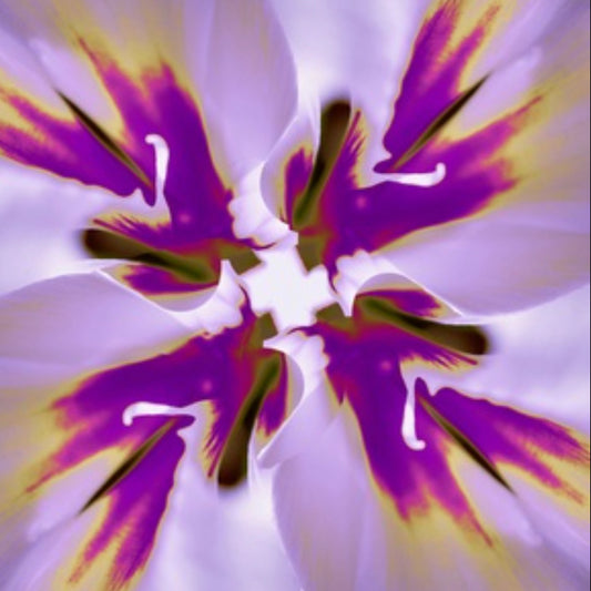 Chiffon Scarf - Purple Amaryllis