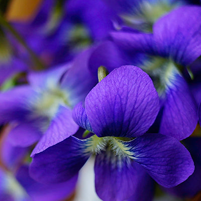 Violets Napkin (Sold Individually)